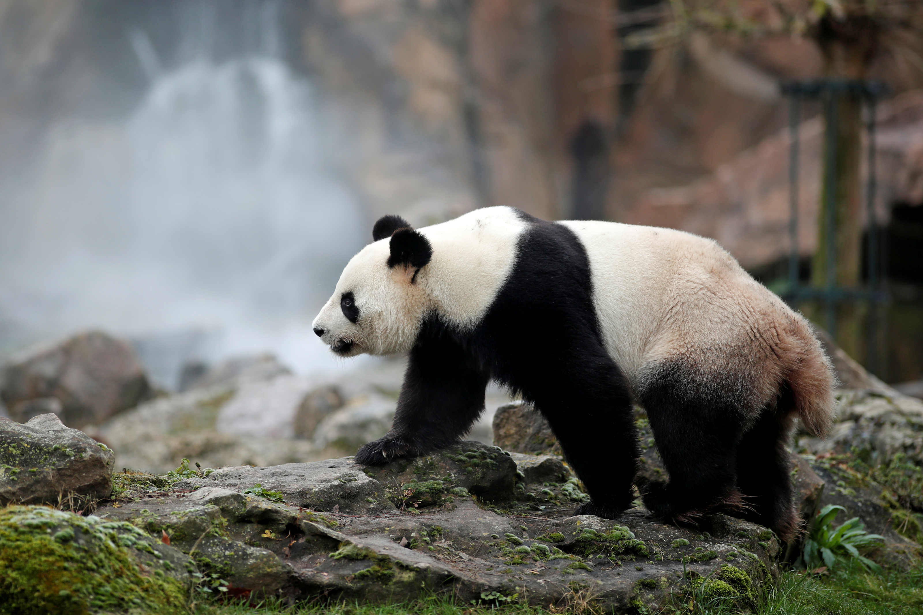 SHANGHAI, Chine (Reuters) - Le parc zoologique de Beauval, qui accueille depuis 2012 deux pandas géants chinois, souhaite une prolongation de leur prêt par Pékin au-delà des dix ans initialement prévus, a déclaré dimanche le directeur du parc français, à la veille d'une visite d'Emmanuel Macron en Chine. "J'ai fait cette demande au président (français) lorsqu'il est venu chez nous l'an dernier, il m'a promis d'en parler", a dit à des journalistes, Rodolphe Delord, membre de la délégation qui accompagnera le chef de l'Etat lors de ses trois jours de visite à Shanghai lundi et mardi puis Pékin mercredi. "On veut les garder parce que c'est un symbole extrêmement fort pour Beauval, les pandas nous permettent de sensibiliser le public à la conservation de la biodiversité, ce qui est la mission première des parcs zoologiques", a-t-il expliqué. Depuis l'arrivée en janvier 2012 du mâle Yuan Zi ("Rondouillard") et de la femelle Huan Huan ("Joyeuse"), le nombre de visiteurs dans le Zooparc de Beauval (Loir-et-Cher) est en outre passé de 600.000 à 1,6 million par an, "ce qui a permis de développer le parc, d'en faire une destination à part entière", a-t-il ajouté. Un intérêt qui s'est encore accru le 4 août 2017 avec la naissance du bébé panda Yuan Meng ("accomplissement d'un rêve") - dont Brigitte Macron est la marraine - mais qui, en tant que propriété du gouvernement chinois, repartira en Chine d'ici un an. Tous les signaux sont toutefois au vert pour la naissance d'autres bébés pandas au printemps, selon Rodolphe Delord. Au cours des dernières décennies, Pékin a prêté des dizaines de pandas - considérés comme des trésors nationaux en Chine où ils sont menacés par l'exploitation forestière et l'agriculture - aux Etats-Unis, à l'Espagne, à l'Autriche ou encore au Japon. Le prêt de Yuan Zi et de Huan Huan à la France avait à l'époque fait l'objet d'intenses tractations, débutées sous la présidence de Jacques Chirac, poursuivies puis achevées sous le quinquennat de Nicolas Sarkozy. En contrepartie, le zoo de Beauval, qui espère une prolongation de ce prêt de 10 voire de 15 ans, finance des programmes de réintroduction de pandas et de conservation des forêts en Chine - pour un montant qui avoisinerait les 800.000 euros par an. "Aujourd'hui, les choses avancent j'espère dans le bon sens, il n'y a pas de raison que les pandas ne puissent pas rester en France, les relations franco-chinoises étant excellentes et il n'y a pas de raison qu'elles se dégradent", estime Rodolphe Delord. (Marine Pennetier, édité par Benoît Van Overstraeten)