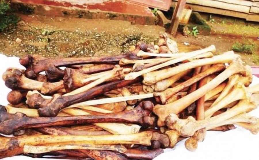 Cameroun : Une importante cargaison d’ossements humains saisie à Foumbot dans la région de l’Ouest