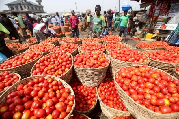 Cameroun : le gouvernement aux chevets de la filière tomate avec un plan de sauvetage