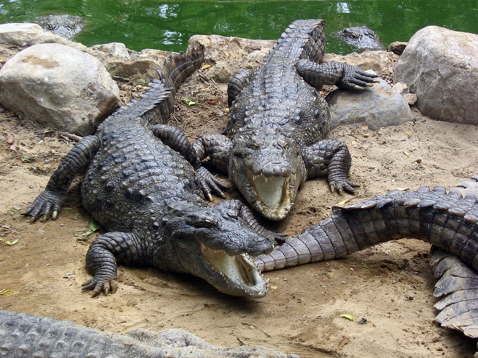 Cameroun : des crocodiles en divagation dévorent le bétail dans la ville de Garoua sous les regards impuissants de la population