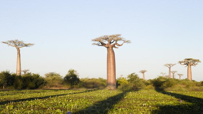 Photo prise le 24 mai 2023 montrant des baobabs dans la banlieue de Morondava, dans l'ouest de Madagascar. (Xinhua/Ling Xin)