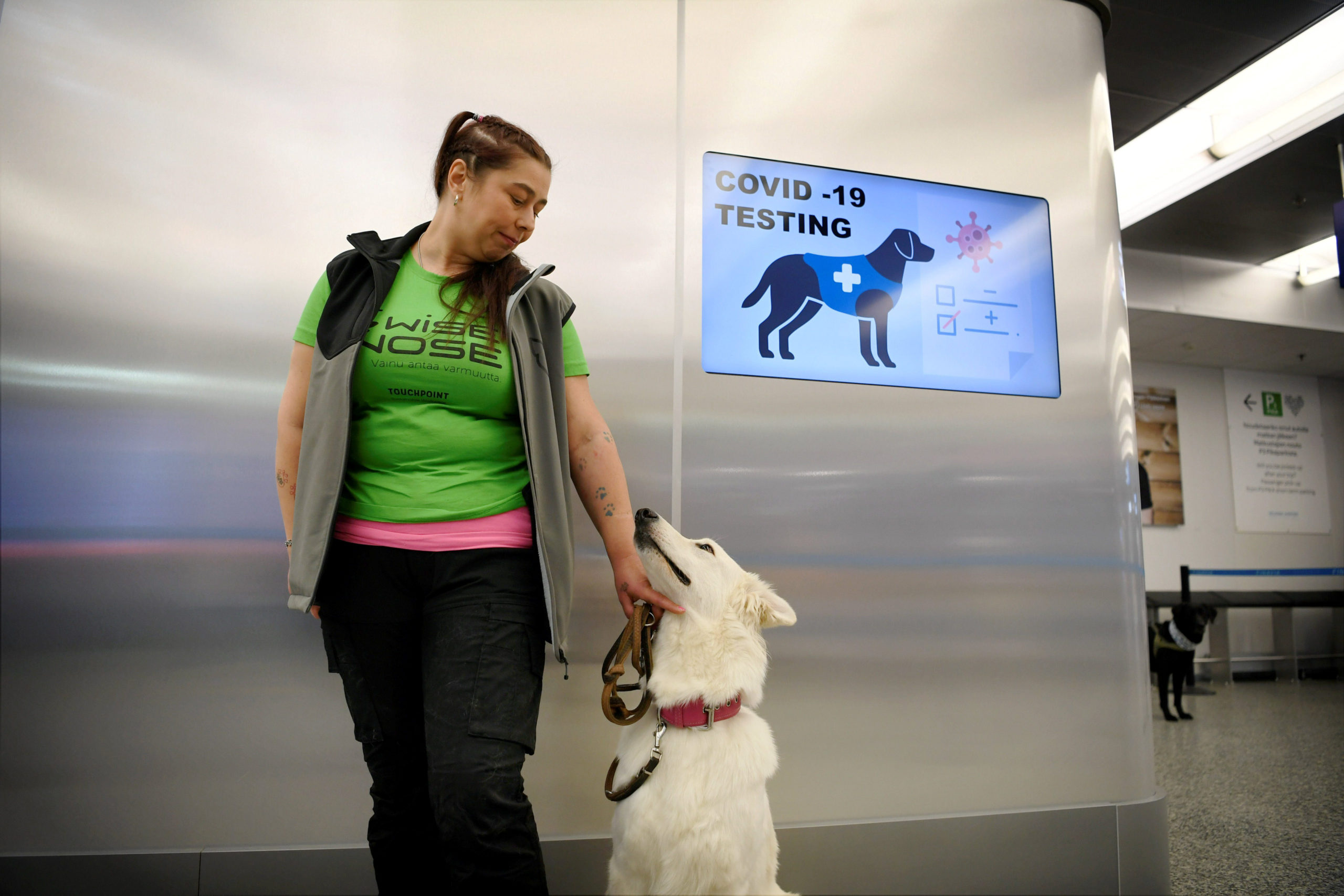 Des chiens entraînés à détecter le coronavirus à l'aéroport d'Helsinki