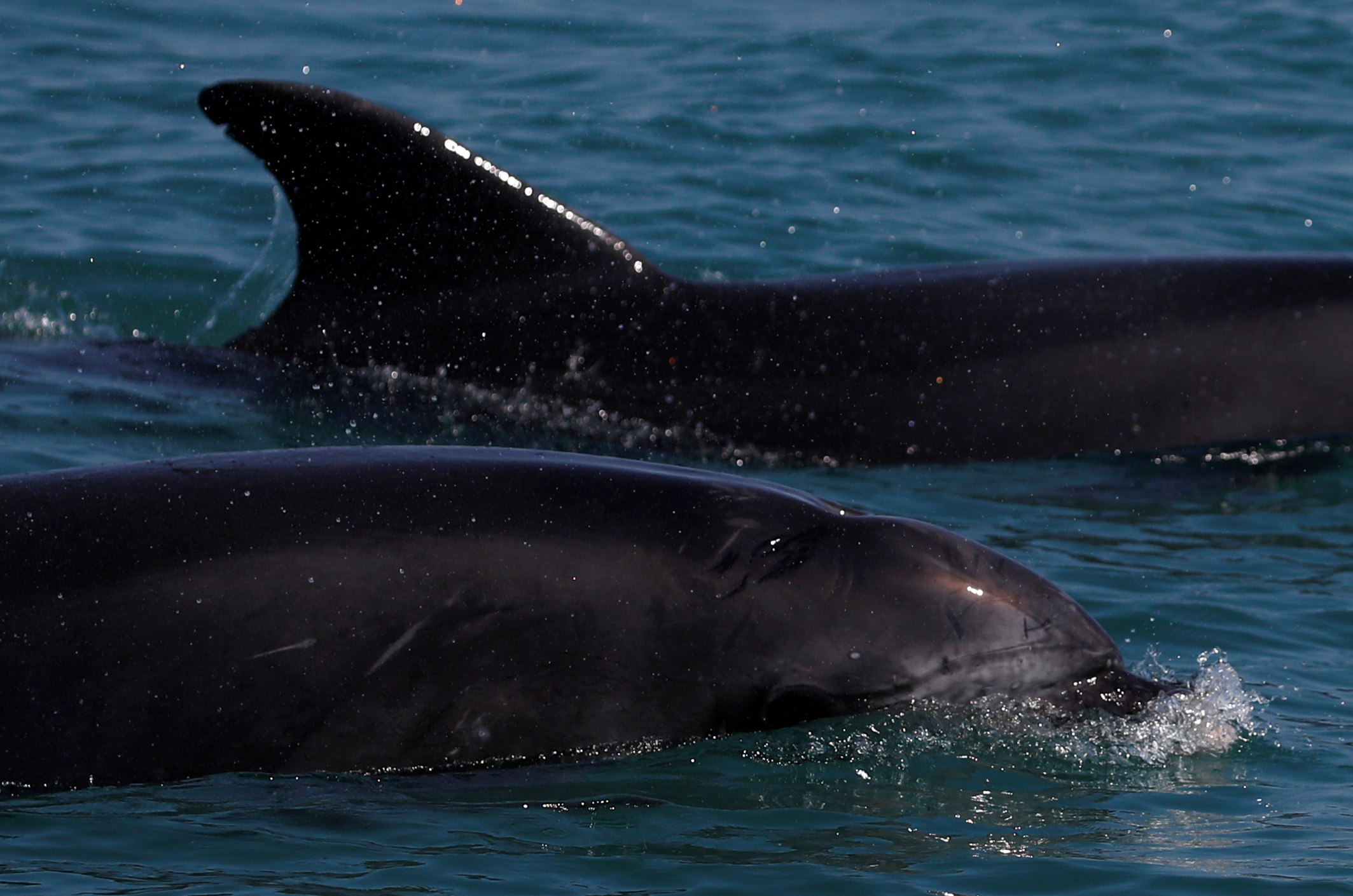 Échouage record de dauphins sur les côtes françaises