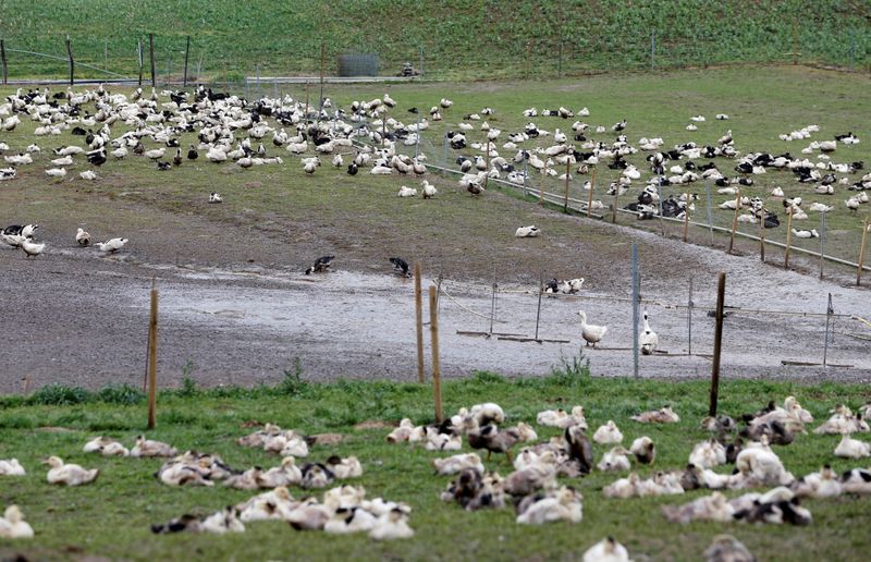 Grippe aviaire: La France prévoit d'abattre 600.000 canards