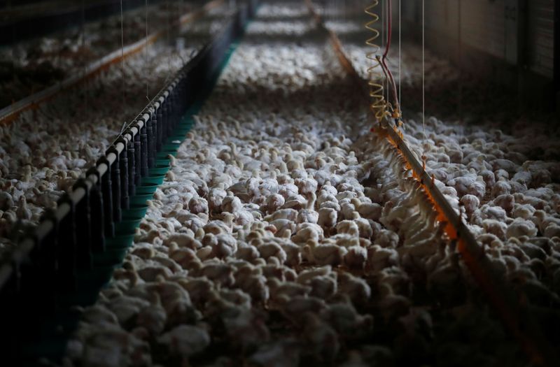 Grippe aviaire: Les importations de volailles françaises suspendues en Chine