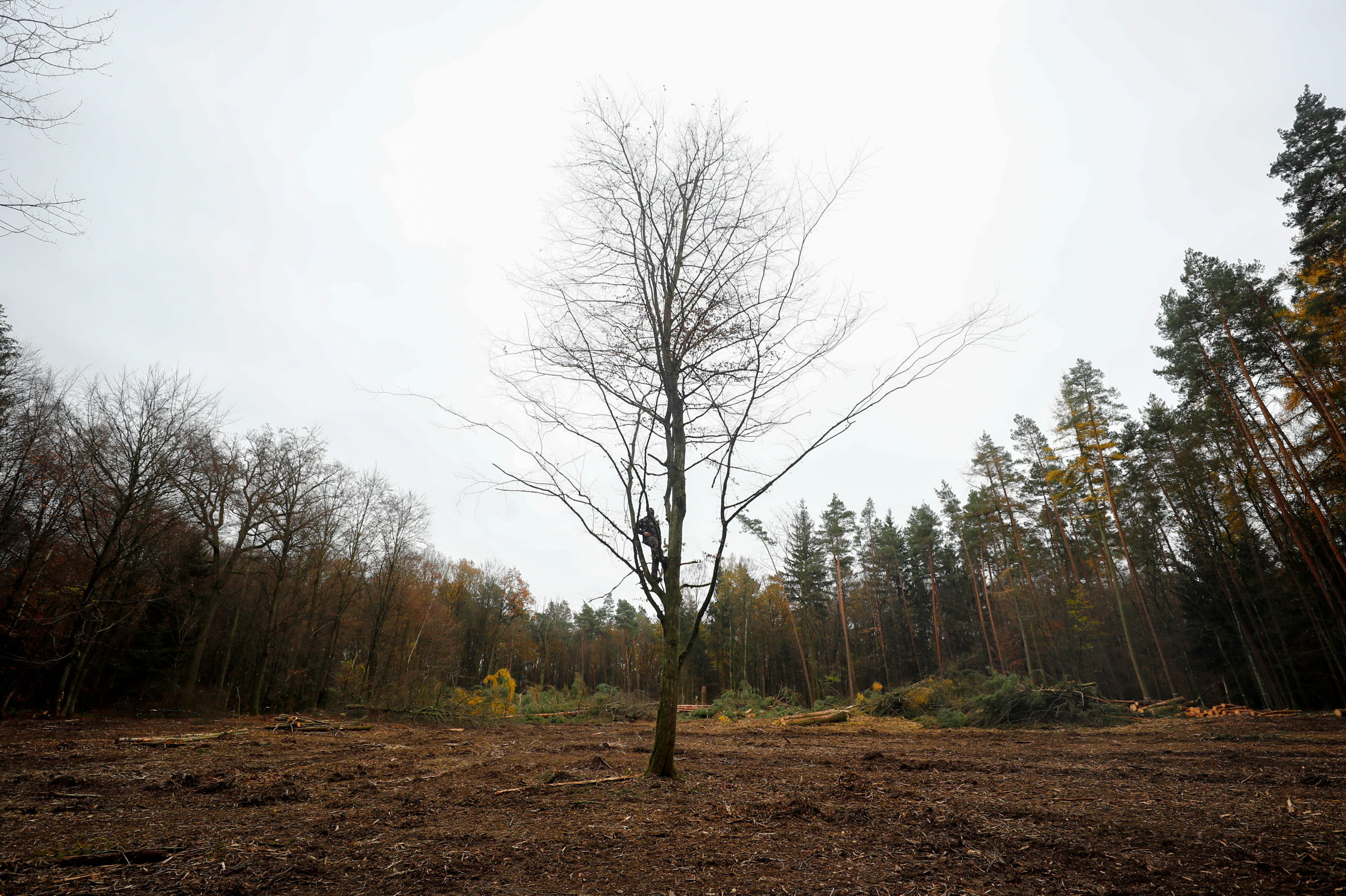 Incendies, sécheresse et infestations menacent les forêts allemandes