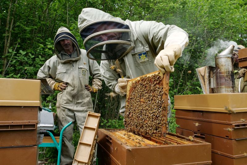 Le printemps ensoleillé a favorisé la récolte de miel
