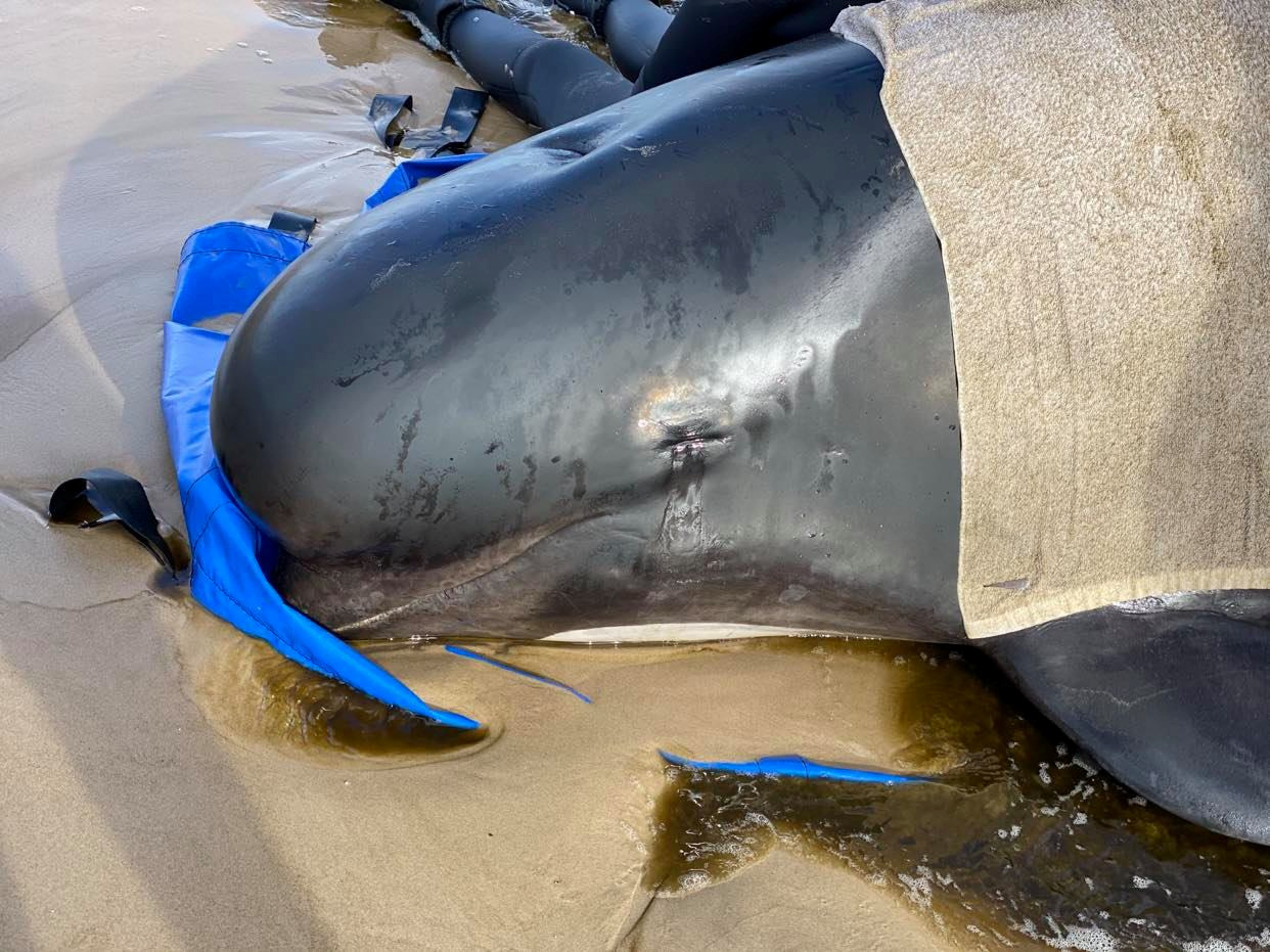 Près de 400 dauphins-pilotes meurent en s'échouant dans une baie australienne