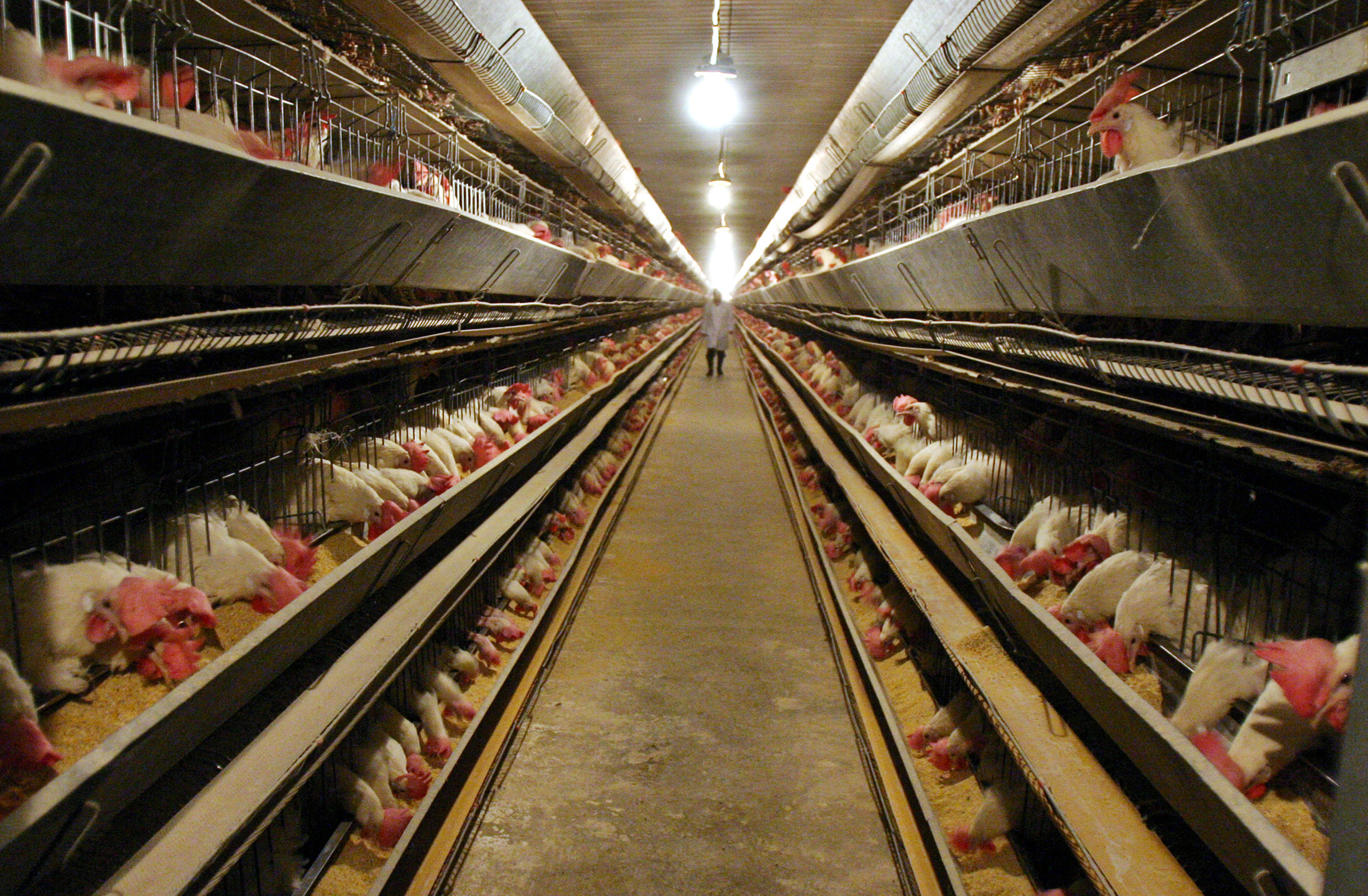 Risque élevé de grippe aviaire dans 45 départements