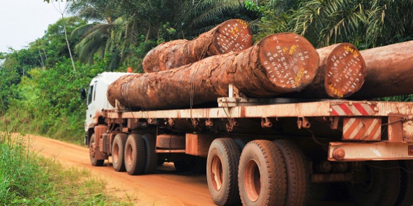 Cameroun : un rapport accablant accuse les opérateurs vietnamiens d’exploiter illégalement les forêts du pays