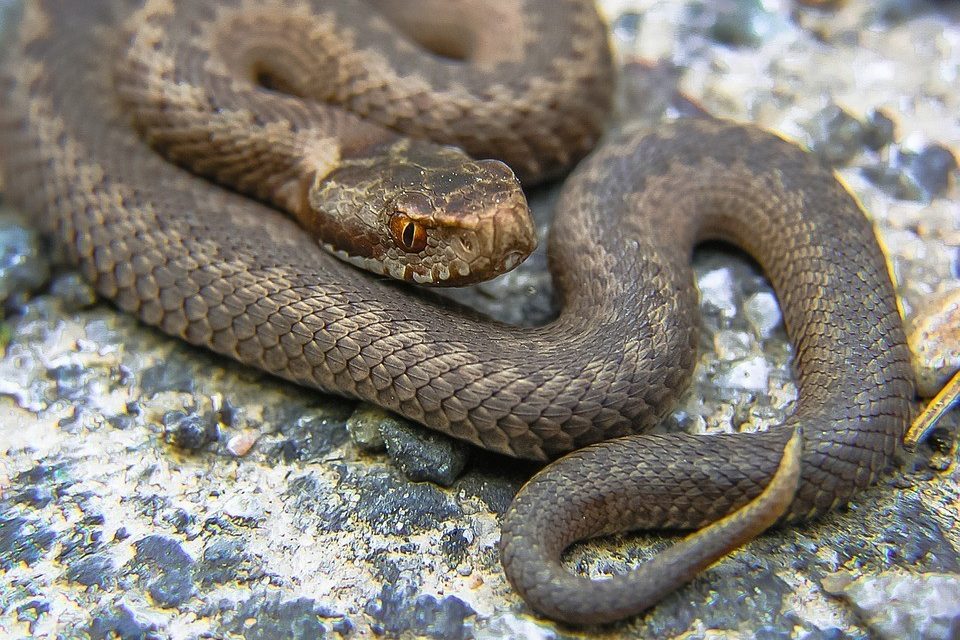 Cameroun : une cargaison de 80 serpents en partance pour Londres saisie par la douane à l’aéroport de Douala