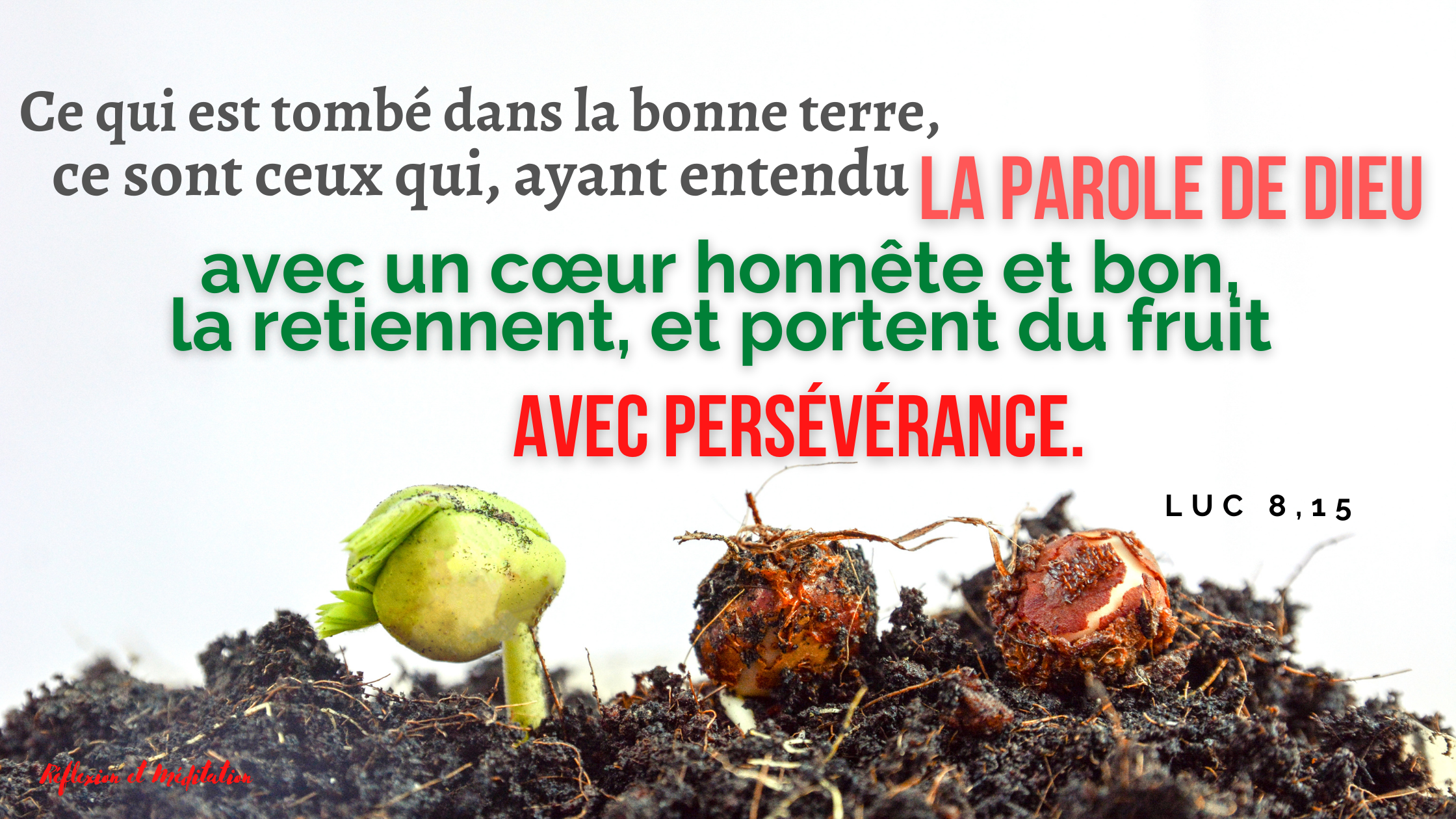 Ce qui est tombé dans la bonne terre, ce sont ceux qui, ayant entendu la parole avec un cœur honnête et bon, la retiennent, et portent du fruit avec persévérance.  Luc 8,15