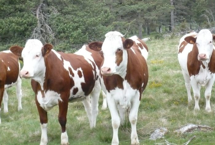 Cameroun : l’État distribue aux éleveurs 164 vaches importées de France afin de booster la production laitière au Cameroun