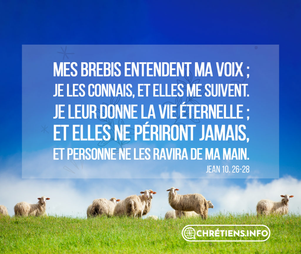 Sticker Mural Vinyle Biblique - 'Mes Moutons Entendent Ma Voix', 23x64 Cm, Neuf, USA