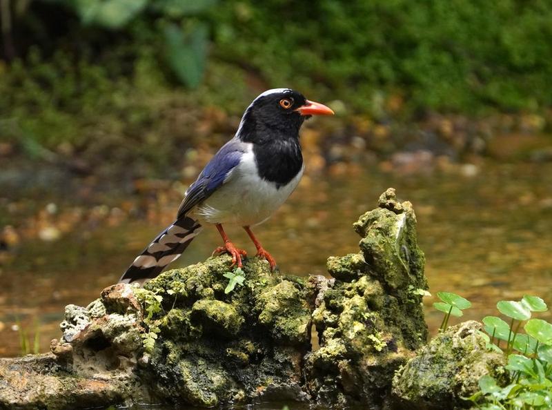 Un oiseau se repose dans un parc forestier de Nanning, capitale de la région autonome Zhuang du Guangxi (sud de la Chine), le 15 juin 2023. (Photo : Zhou Hua)