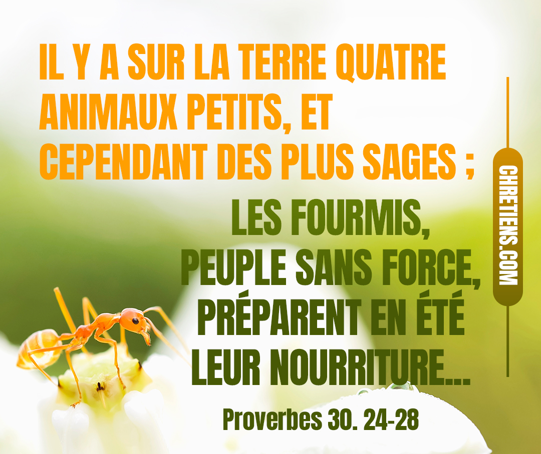 Il y a quatre choses petites sur la terre, qui sont sages entre les sages : les fourmis, peuple sans force, et qui préparent en été leurs vivres ; les damans, peuple sans puissance, et qui ont placé leurs maisons dans le rocher ; les sauterelles n’ont pas de roi, mais elles sortent toutes par bandes ; tu saisis le lézard avec les mains, et il est dans le palais des rois. Proverbes 30:24-28