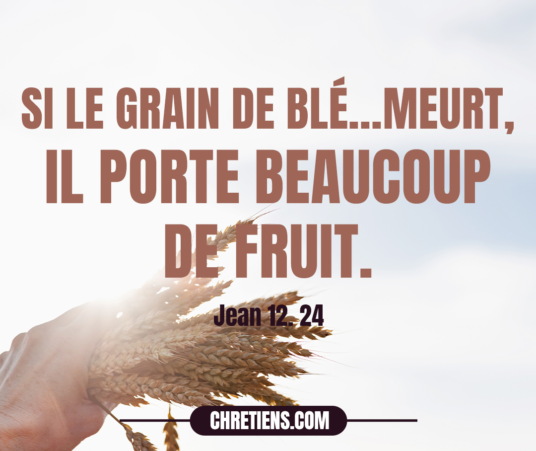 En vérité, en vérité, je vous le dis, si le grain de blé qui est tombé en terre ne meurt, il reste seul ; mais, s’il meurt, il porte beaucoup de fruit. Jean 12:24 