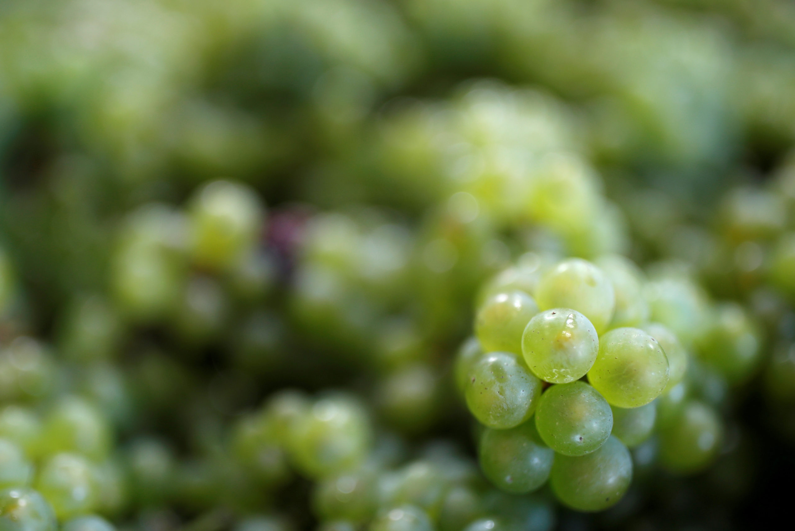 Champagne: Sous pression avec le coronavirus, les producteurs sabrent la récolte