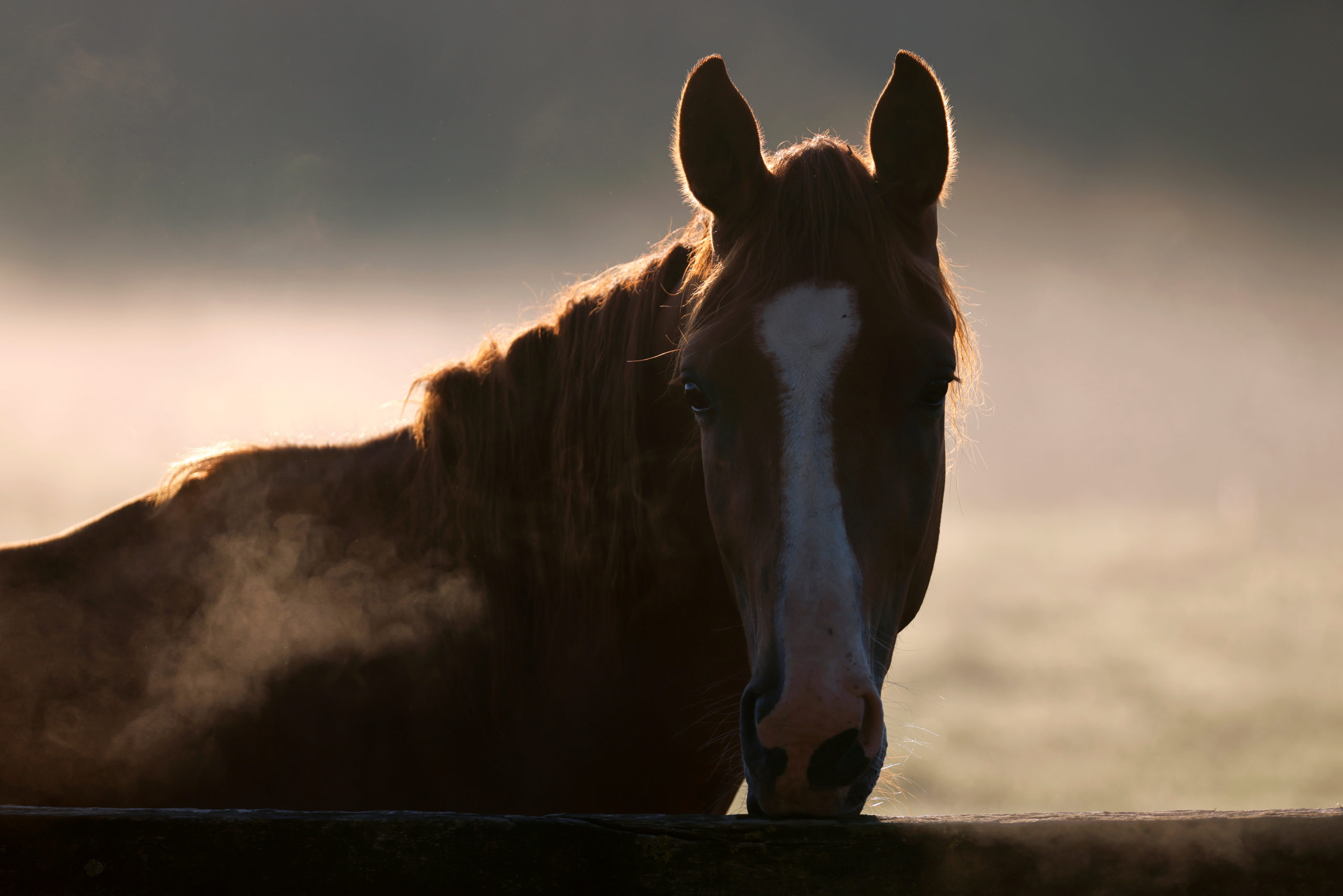 Chevaux mutilés: Garde à vue levée dans le Haut-Rhin