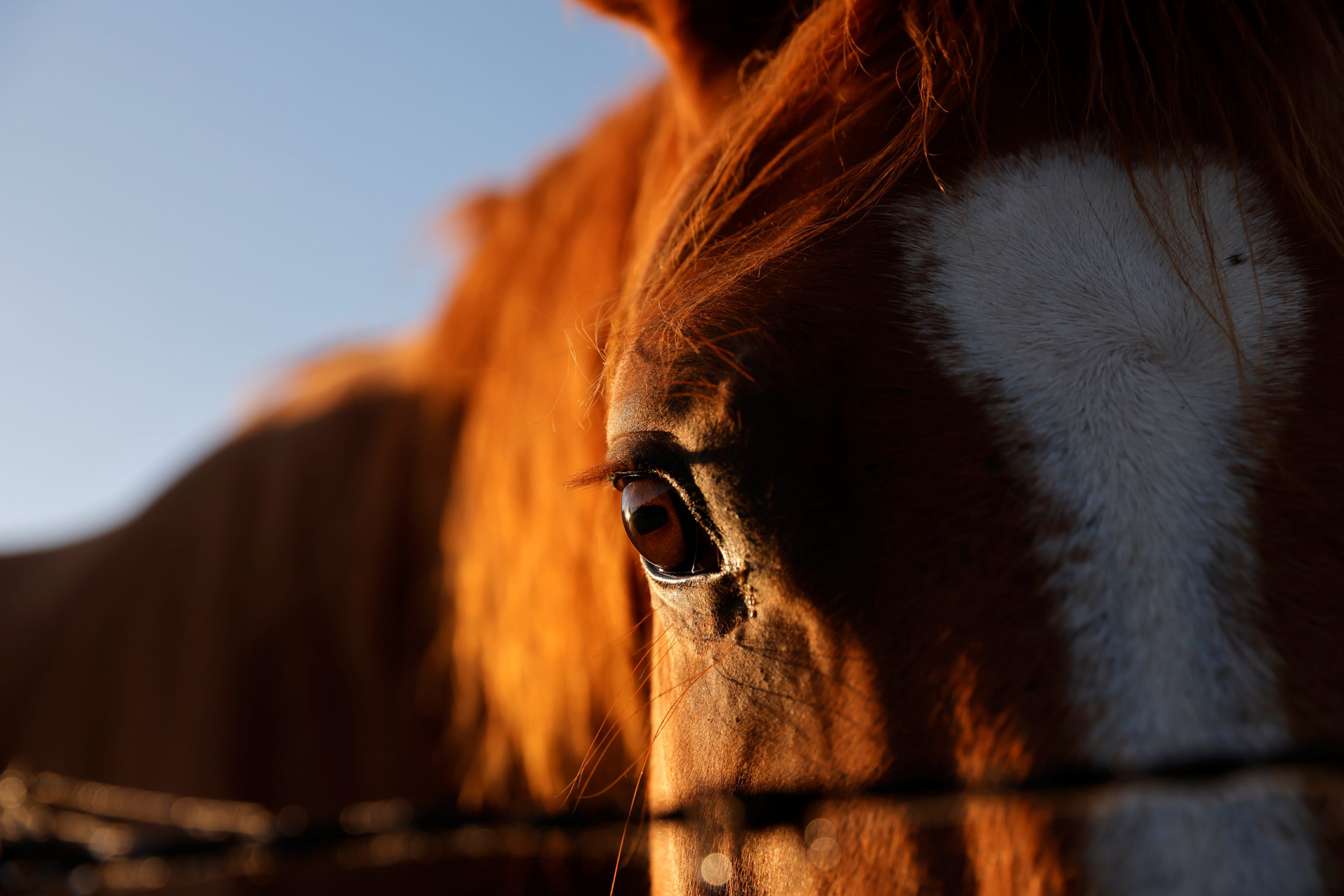 Chevaux mutilés: Un homme arrêté dans le Haut-Rhin