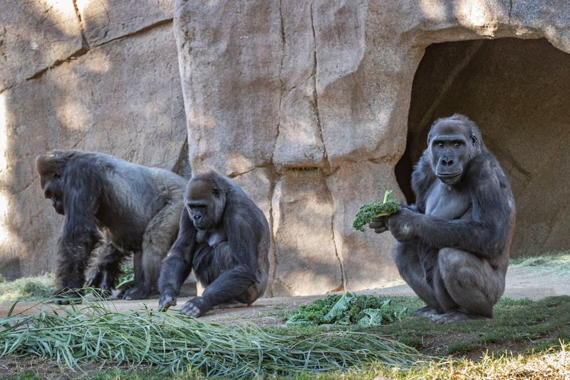 Deux gorilles du zoo de San Diego testés positifs au COVID-19