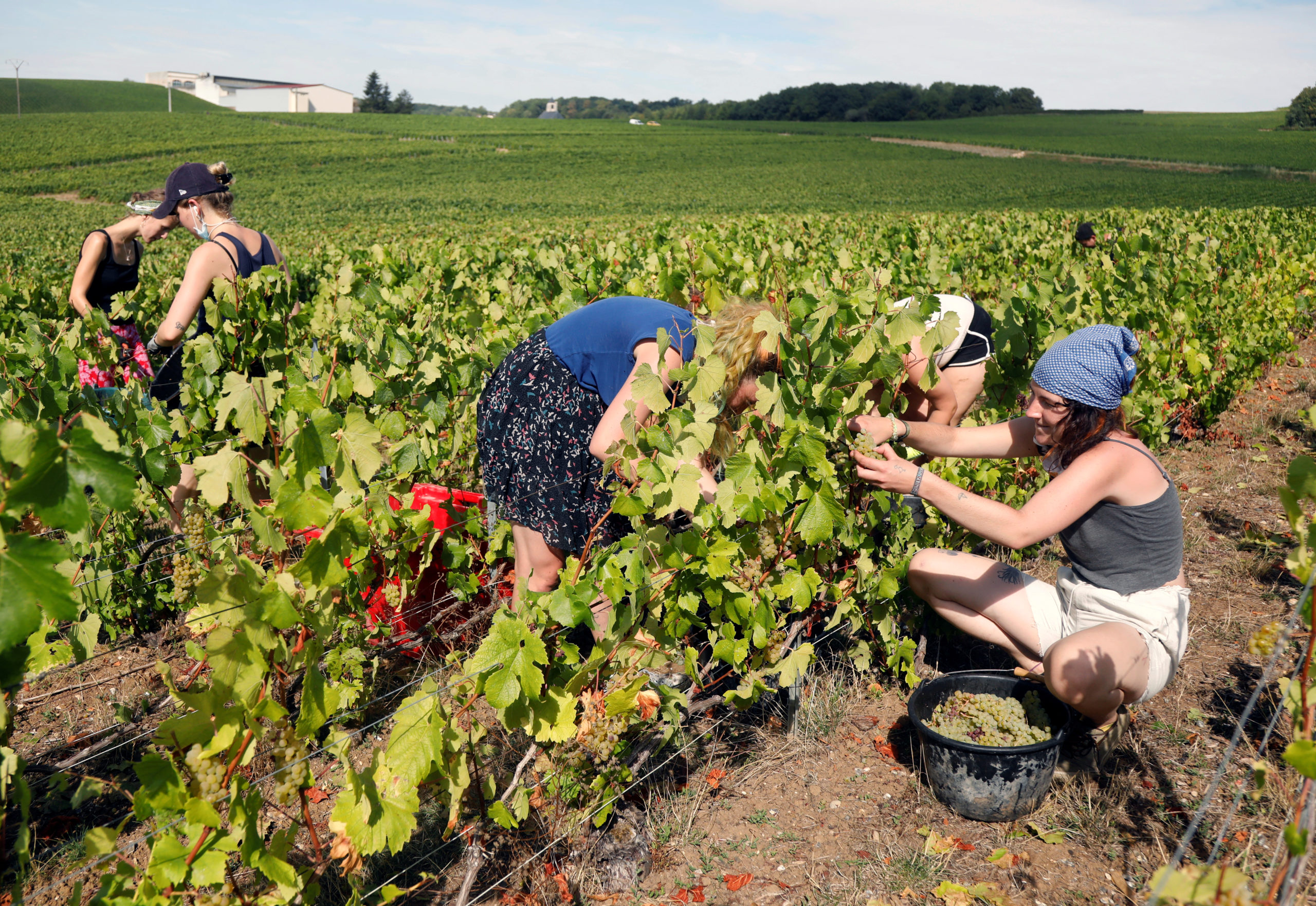 La Champagne lance des vendanges historiquement précoces