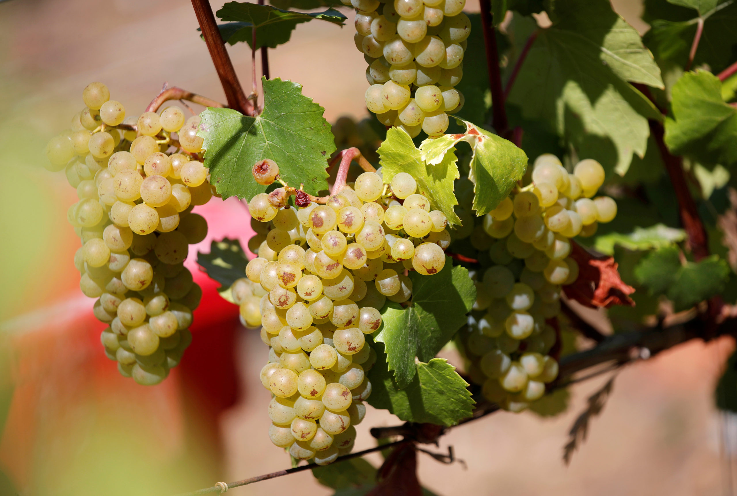 La production de vin en France rebondit après une mauvaise année 2019