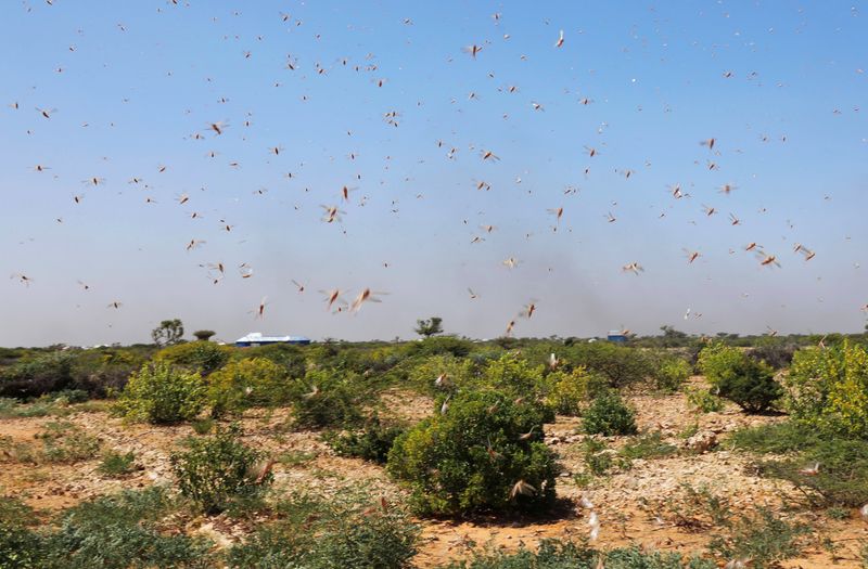 La Somalie confrontée à une invasion de criquets pèlerins