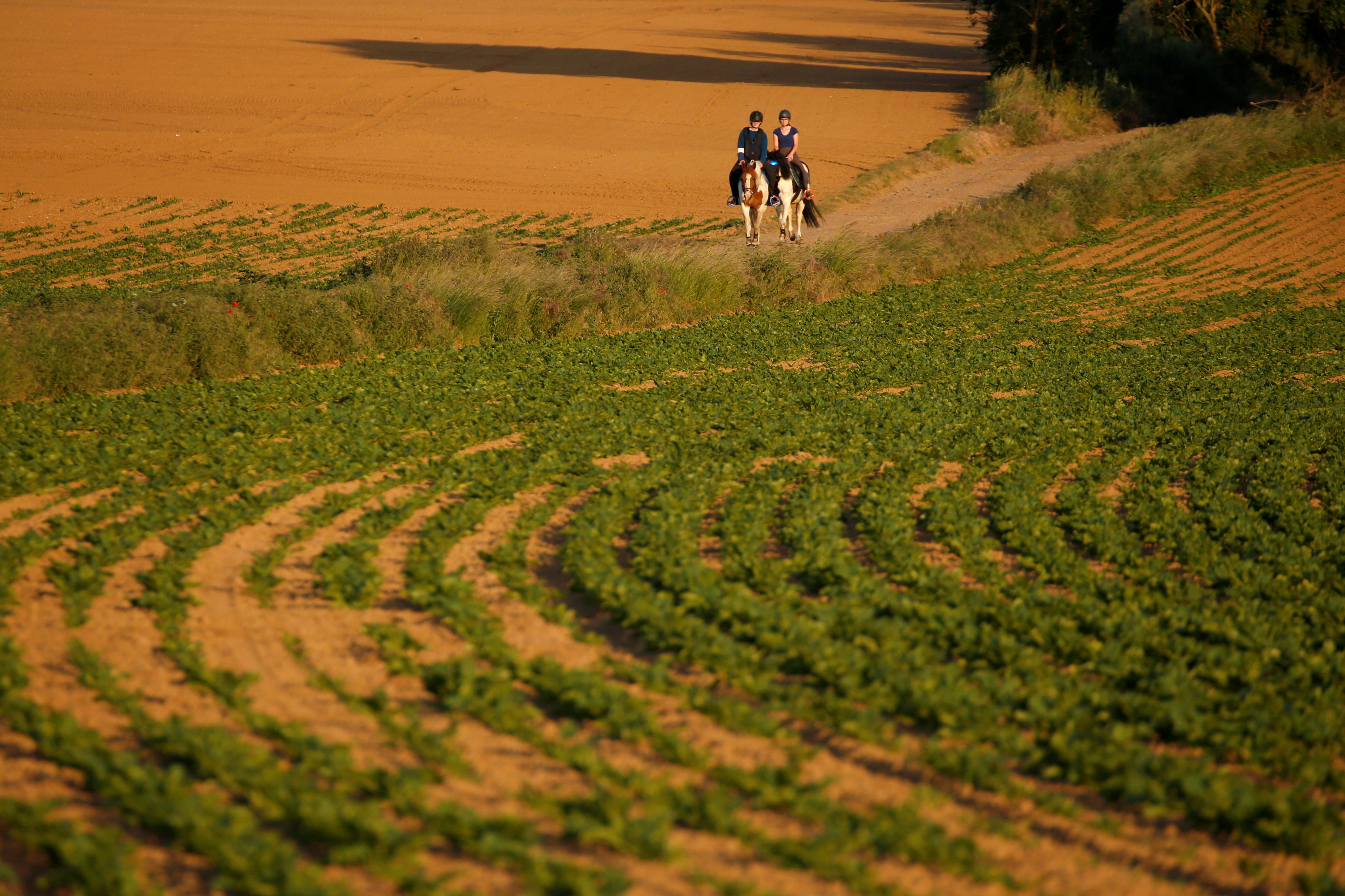 Paris envisage une levée de l'interdiction de pesticides pour la filière sucre-betterave